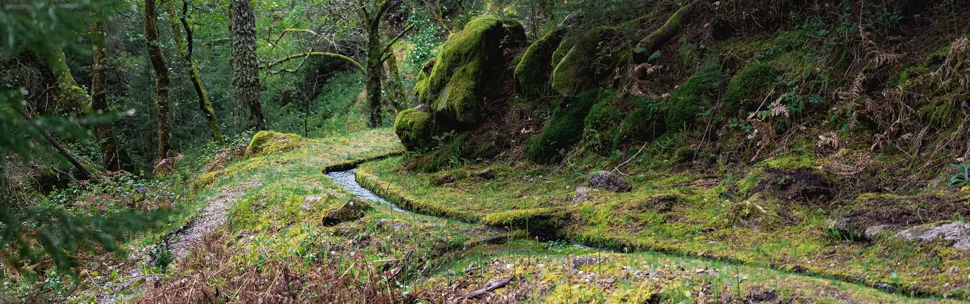 Madeira e cortiça, matérias-primas dos prémios TRIBUTUS